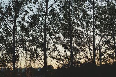 Low angle view of bare trees against sky