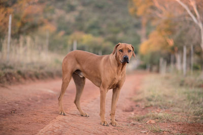 Portrait of dog standing on field