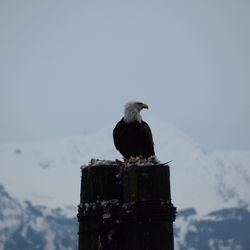 Bird perching on wooden post against sky during winter