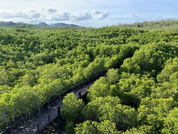 High angle view of plants growing on land against sky