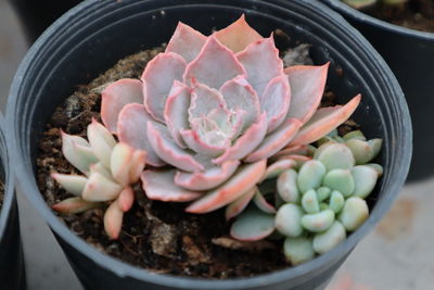 Close-up of potted plant