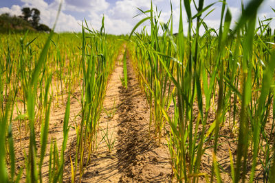 Crops growing on field against sky