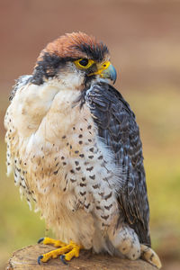 Close-up of lanner falcon bird perching outdoors