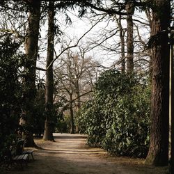 Footpath amidst trees in a park