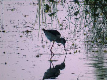 Bird flying over lake