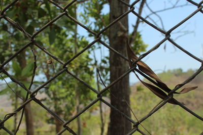 Close-up of chainlink fence against trees