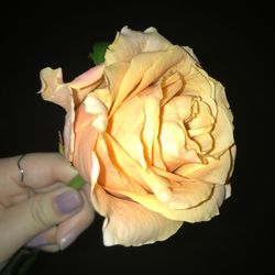 Close-up of hand holding rose over black background