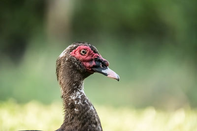 Close-up of a bird looking away