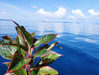Close-up of plant against sea
