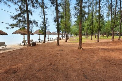 Trees on beach against sky