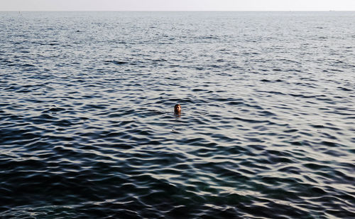 High angle view of man swimming in the sea