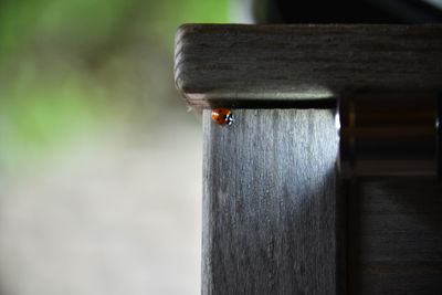 Close-up of ladybug on wooden post