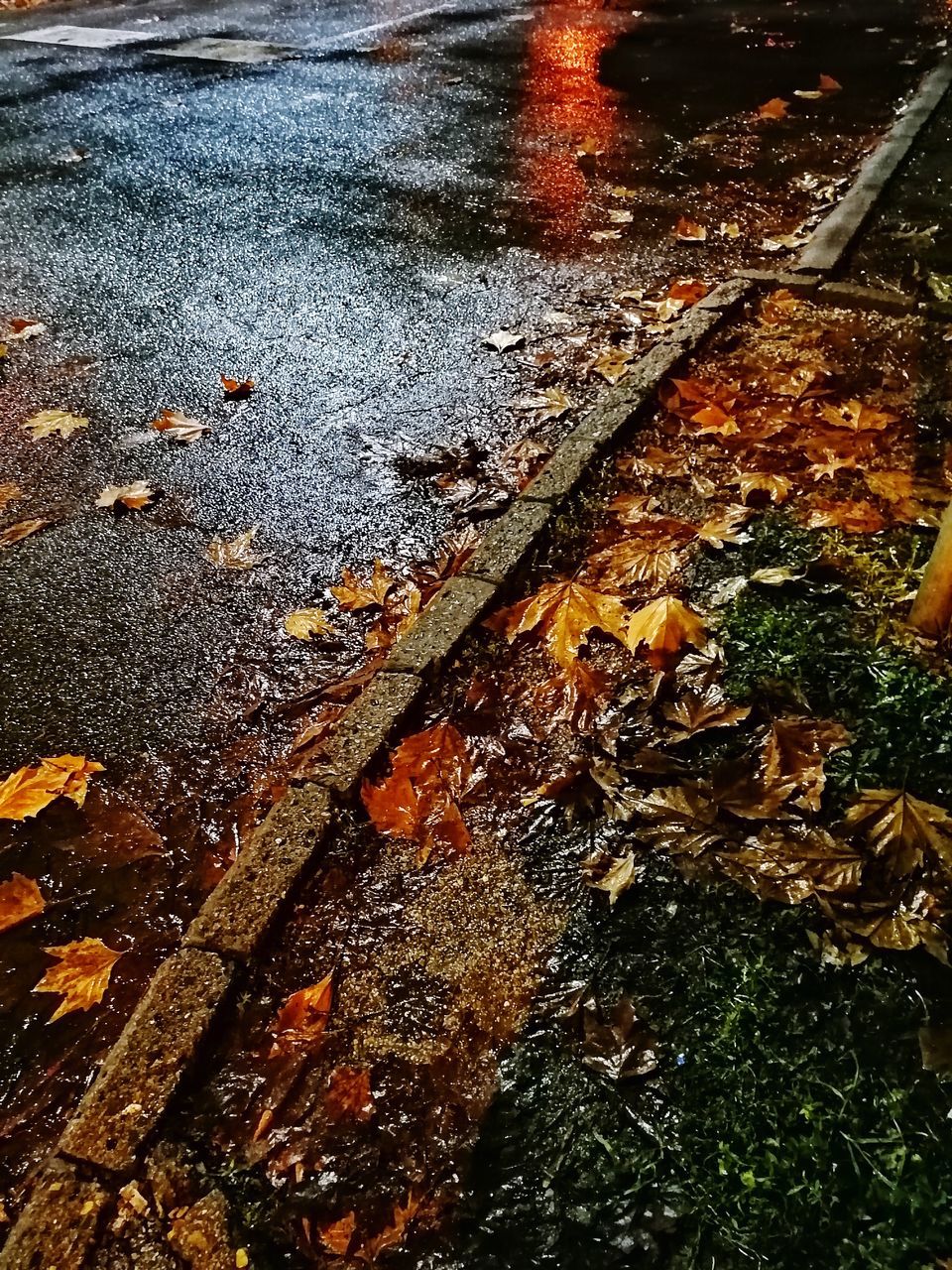 HIGH ANGLE VIEW OF WET AUTUMN LEAVES ON ROAD