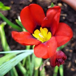 Close-up of red flower blooming outdoors