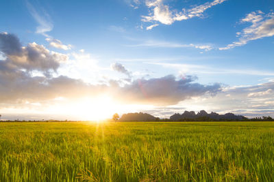 Scenic view of agricultural field against sky during sunset