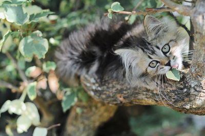 Portrait of a cat