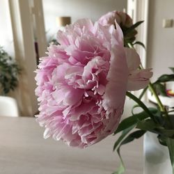Close-up of pink flowers