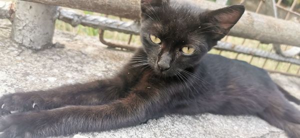 Portrait of black cat relaxing outdoors