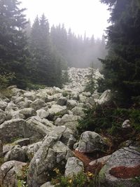 Scenic view of forest against sky