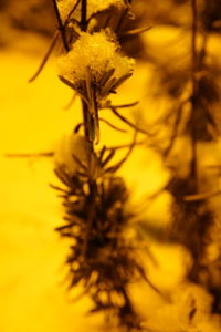 Close-up of yellow flower