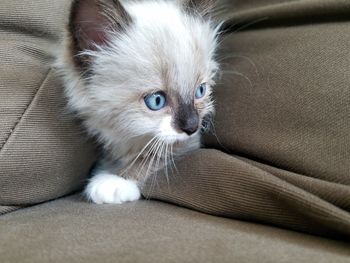 Close-up of kitten relaxing on sofa