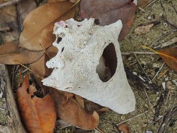 High angle view of dry leaves