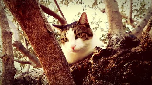 Portrait of cat on tree trunk