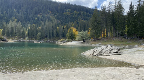 Scenic view of lake by trees in forest