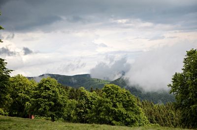 Scenic view of forest against sky