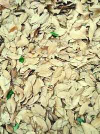 Full frame shot of dry leaves