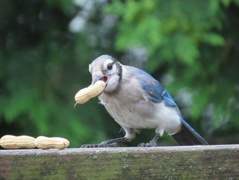 Close-up of blue jay perching on wood with peanut