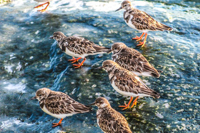 Mallard ducks in water