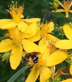 Close-up of yellow flower