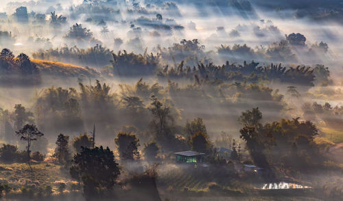 Dawn in a foggy forest, the sun's rays make their way through the fog and trees.