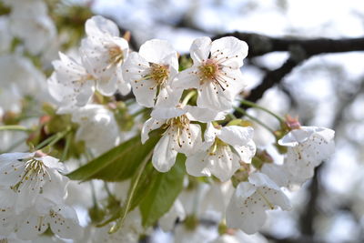 Close-up of white cherry blossoms in spring