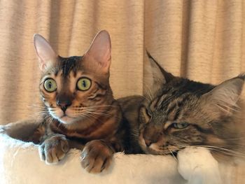 Close-up of cats on bed