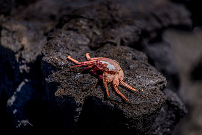 Close-up of insect on rock