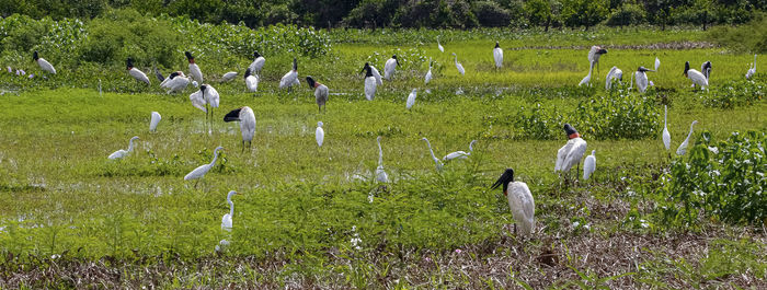 Birds on field