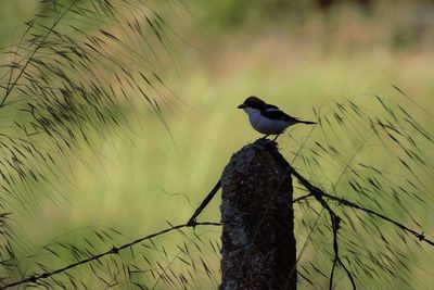 Bird perching on a land