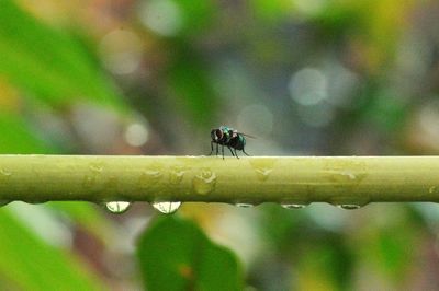 Close-up of ant on leaf