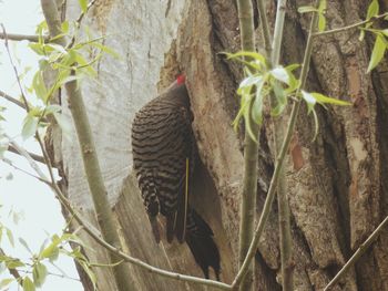 Close-up of a tree