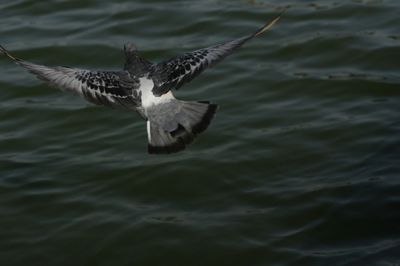 View of birds in water