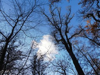 Low angle view of bare trees against blue sky