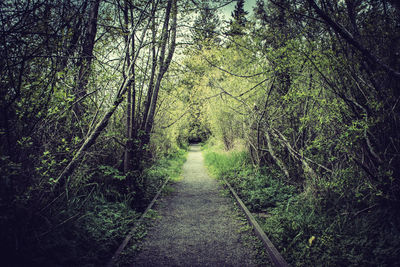 Footpath passing through forest