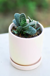 Close-up of succulent plant in pot