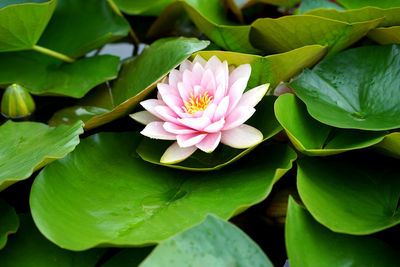 Close-up of lotus water lily