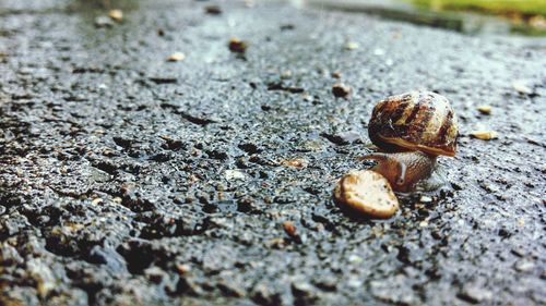 Close-up of snail on ground