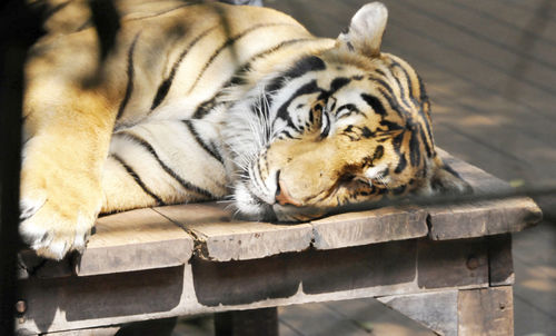 Close-up of tiger relaxing outdoors