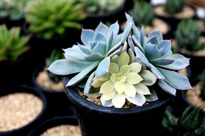 Close-up of succulent plant in pot