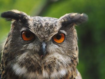 Close-up portrait of owl